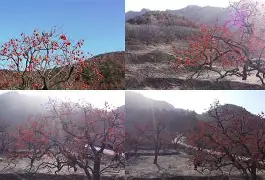 九游体育官网-包含Q葎m?